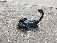 Heterometrus laevigatus
