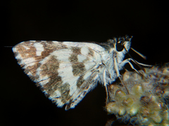 Ernsta dromus