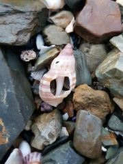 Agnewia tritoniformis