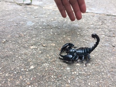 Heterometrus laevigatus