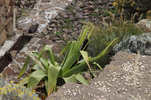 Image of Kniphofia northiae by (c) Tony Rebelo, some rights reserved (CC BY-SA)
