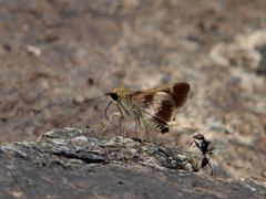 Platylesches moritili