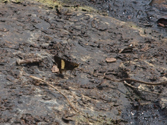 Platylesches picanini