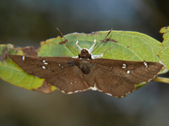 Calleagris hollandi