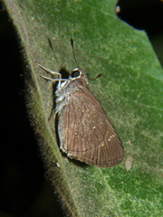 Torbenlarsenia gemella