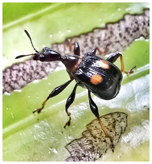 Centrocorynus biguttatus
