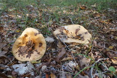 Lactarius insulsus