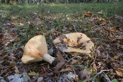 Lactarius insulsus