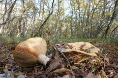Lactarius insulsus