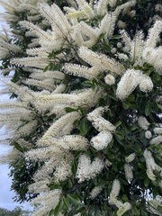 Buckinghamia celsissima