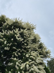 Buckinghamia celsissima