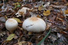 Agaricus brunneolus