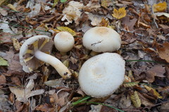Agaricus brunneolus