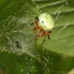 Neoscona rufipalpis