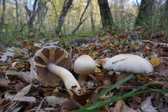 Agaricus brunneolus