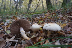 Agaricus brunneolus