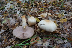 Agaricus brunneolus