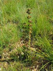 Crassula capitella nodulosa