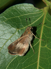 Platylesches moritili