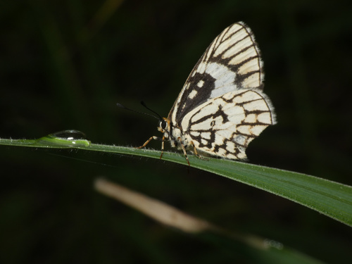 Nyassa Zulu