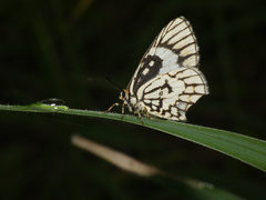 Alaena nyassa