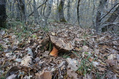 Rubroboletus legaliae