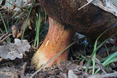 Rubroboletus legaliae