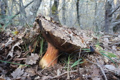 Rubroboletus legaliae