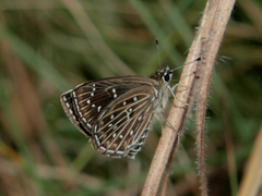 Astictopterus punctulata