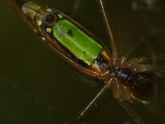 Leucauge levanderi