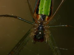 Leucauge levanderi