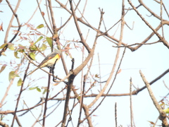 Pericrocotus cinnamomeus