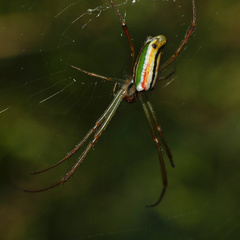 Leucauge levanderi