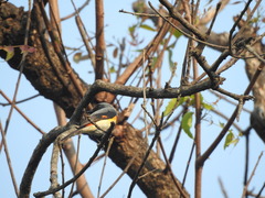 Pericrocotus cinnamomeus