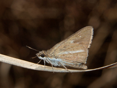 Kedestes wallengrenii