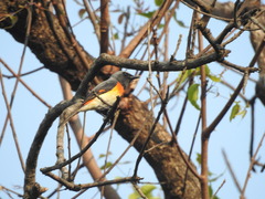 Pericrocotus cinnamomeus