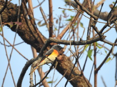 Pericrocotus cinnamomeus