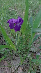 Iris aphylla