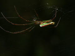 Leucauge levanderi