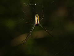 Leucauge levanderi