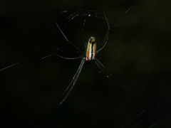 Leucauge levanderi