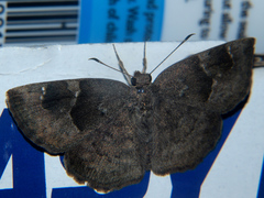 Sarangesa lucidella