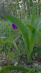 Iris aphylla