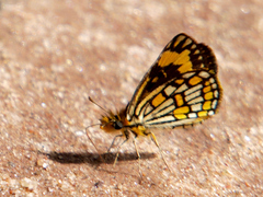 Metisella formosus