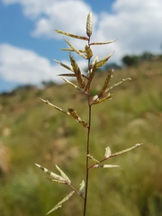 Eragrostis nindensis