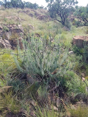 Phymaspermum athanasioides