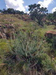 Phymaspermum athanasioides