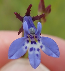 Lobelia flaccida flaccida