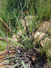 Aloe verecunda