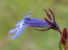 Lobelia flaccida flaccida